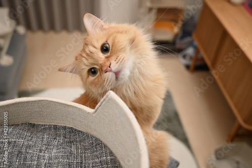 キャットタワーで遊ぶ猫（マンチカン）