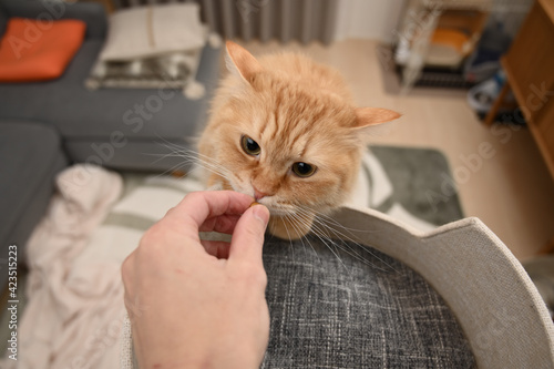 おやつがほしい猫（マンチカン）