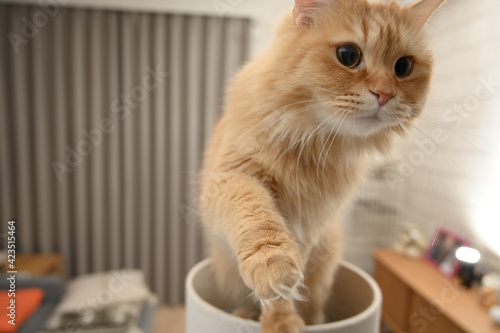 おやつがほしい猫（マンチカン）