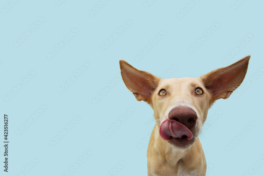Funny dog licking its lips with big ears looking at camera. Isolated on blue pastel background Funny dog licking its lips with big ears looking at camera. Isolated on blue pastel background