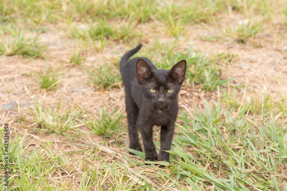 Fototapeta premium Beautiful black cub cat