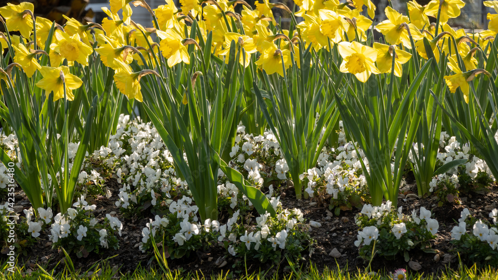 Obraz premium Flower