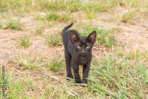 Beautiful black cub cat