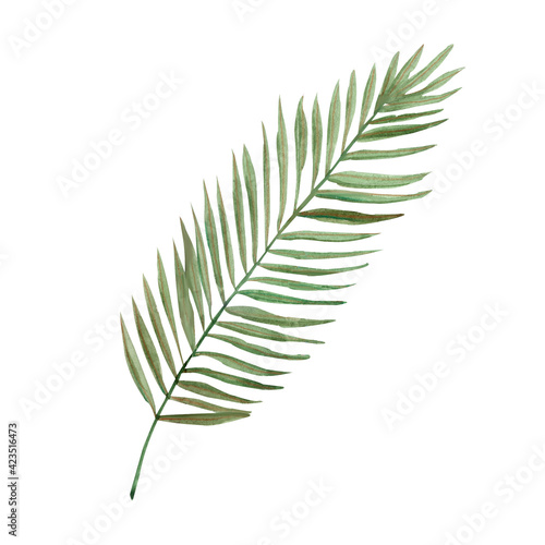 Watercolor hand-drawn palm leaf image on a transparent background. Isolated illustration. 
