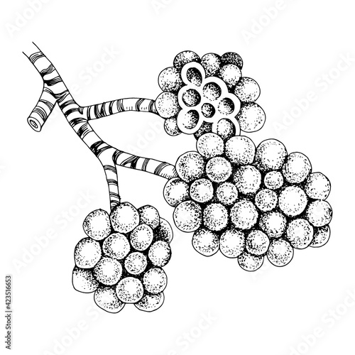 Structure of the human alveolus