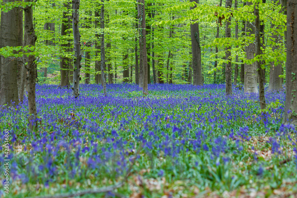 Obraz premium Quiet scene of the Hallerbos during springtime with carpet of blooming bluebell flowers in Belgium