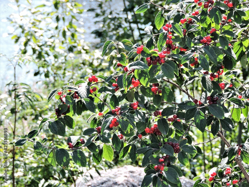 Cranberry in the forest