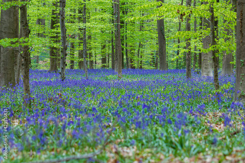 Quiet scene of the Hallerbos during springtime with carpet of blooming bluebell flowers in Belgium