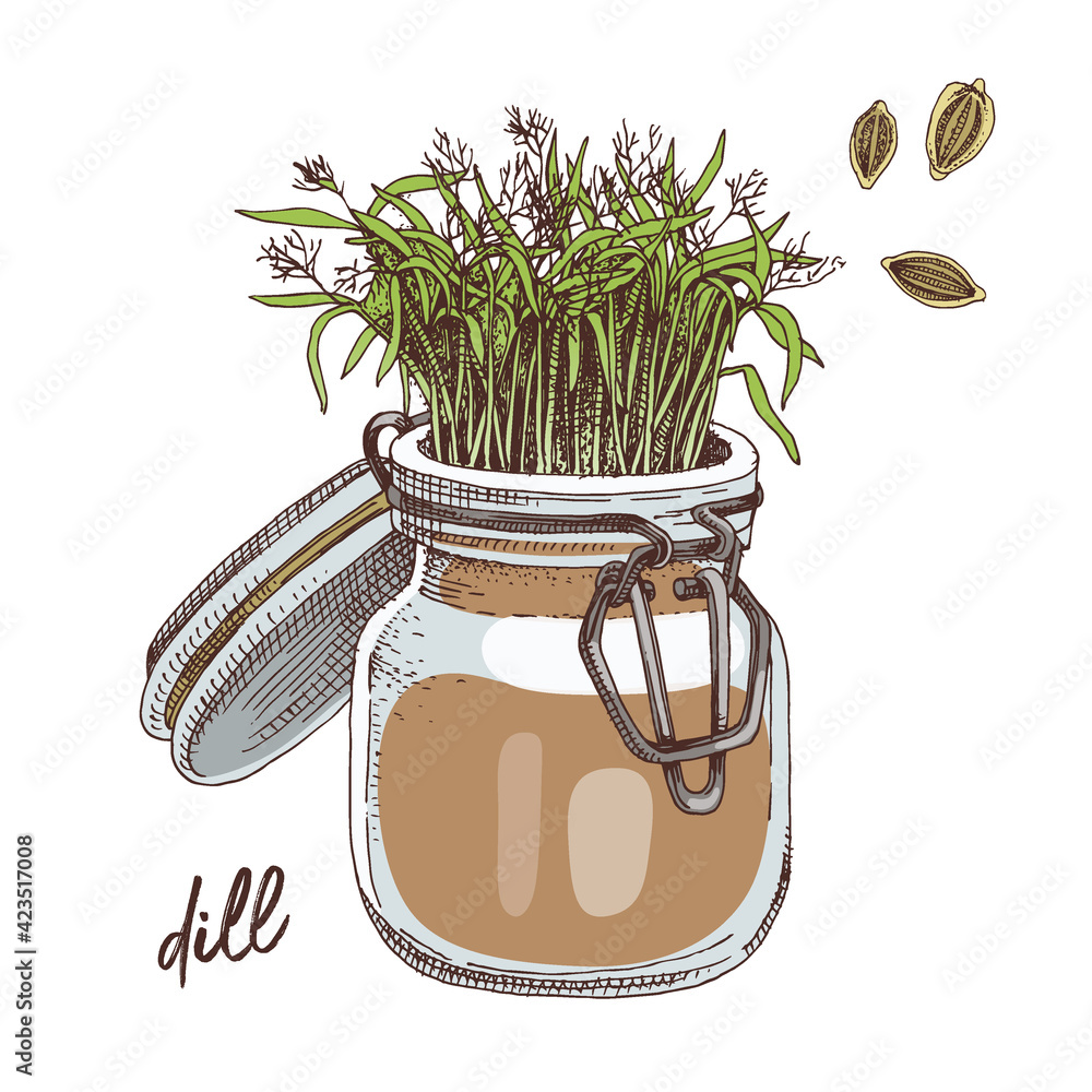 Hand drawn dill microgreens. Healthy food Stock Vector | Adobe Stock