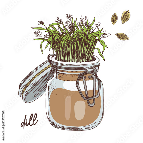 Hand drawn dill microgreens. Healthy food