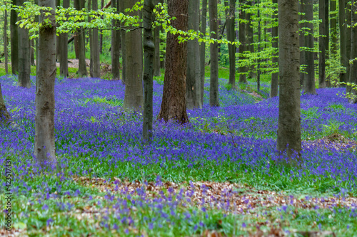 Fototapeta Naklejka Na Ścianę i Meble -  Deciduous forest during springtime with carpet of blooming bluebell (Hyacinthoides non-scripta) flowers (Halle, Belgium)