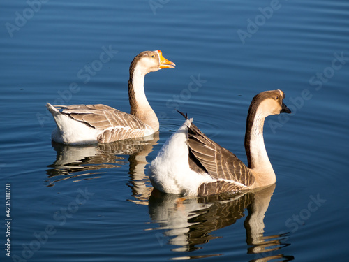 Couple of goose
