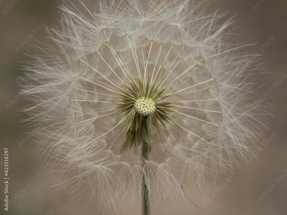 Fototapeta premium Dandelion