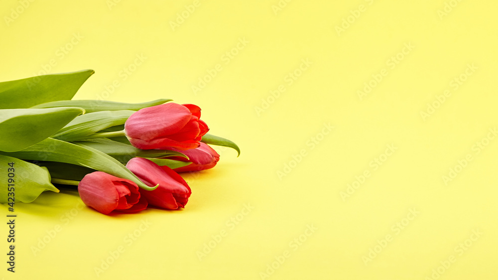 Fototapeta premium Red tulips on yellow background. Fresh spring flowers