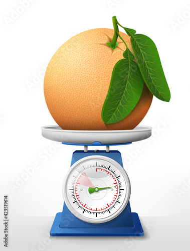 Grapefruit fruit on scale pan. Weighing raw grapefruit with leaves on kitchen scales. Vector illustration about agriculture, fruits, cooking, health food, gastronomy, etc