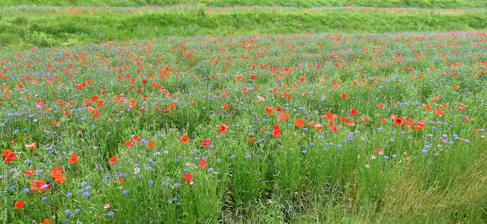 poppy and cornflower in the filed