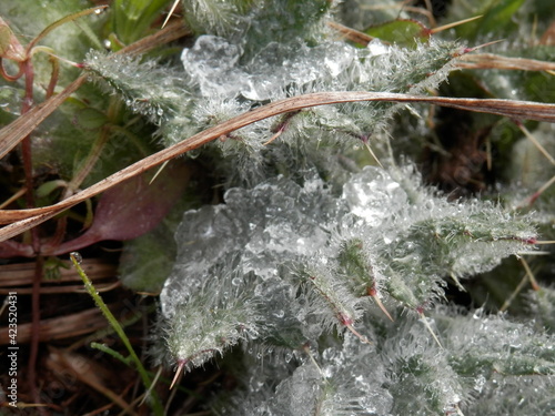 eingefrorene Distel, aufgenommen in Werther bei Nordhausen im Winter, Eis photo