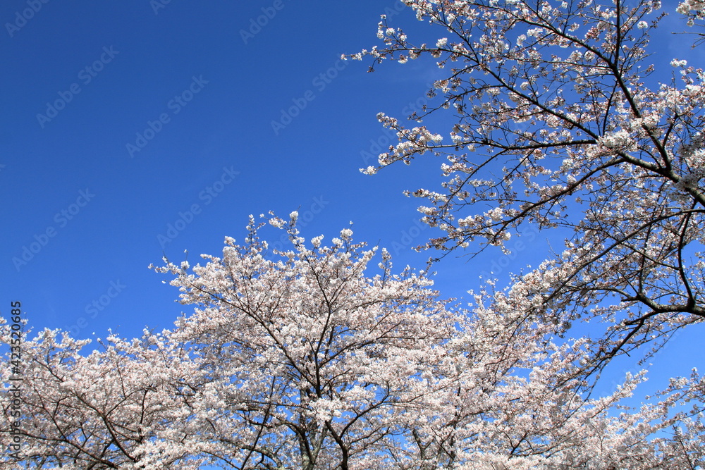 I went to the park full of cherry blossom trees today. And it was so beautiful I went to the park full of cherry blossom trees today. And it was so beautiful