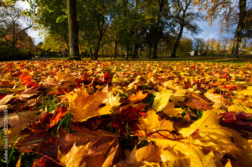 autumn in the park