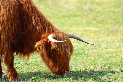 Scottish highland cow eating green grass in daylight 
