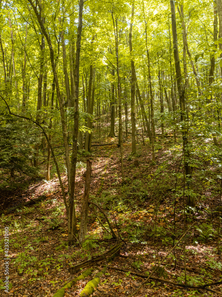 Fototapeta premium Dense tree canopy on a warm sunny summer day