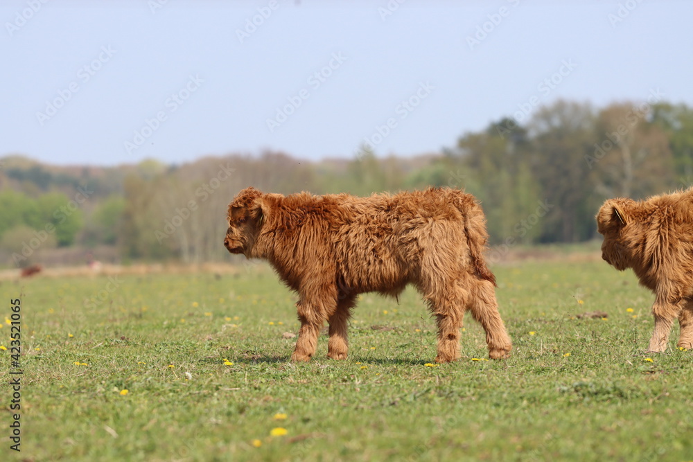 Fototapeta premium Scottish highland cow eating green grass in daylight 