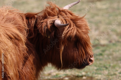 Scottish highland cow eating green grass in daylight 