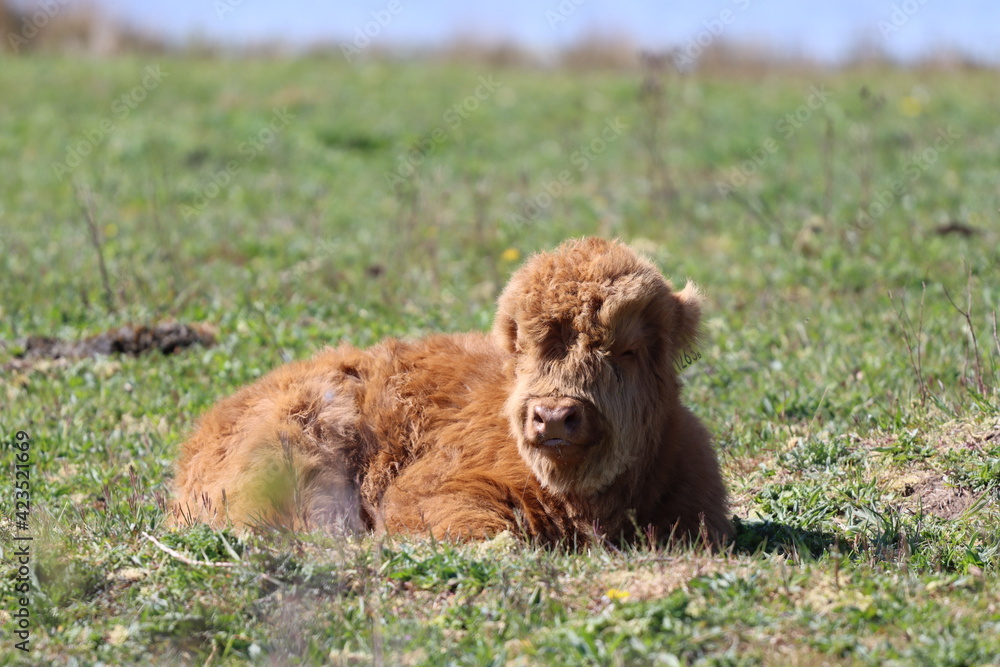 Fototapeta premium Scottish highland cow eating green grass in daylight