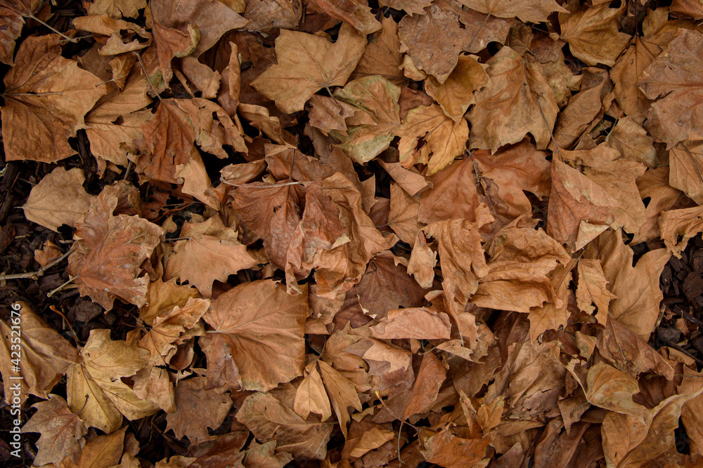 Close up of Brown Autumn leaves, Australia 