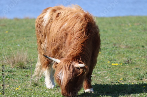 Scottish highland cow eating green grass in daylight 