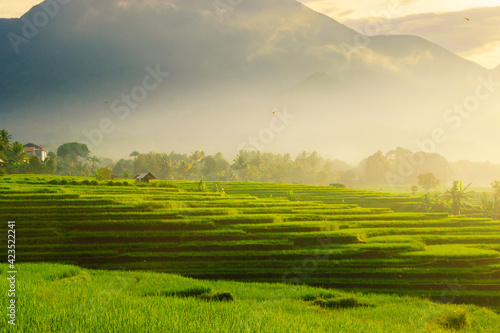 The panoramic beauty of rice fields with a foggy morning in the village of Kemumu, Arma Jaya, Bengkulu Utara, Indonesia