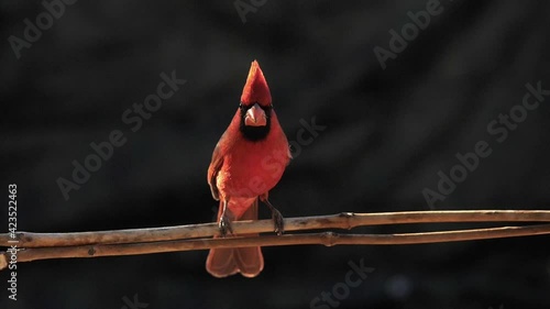 Cardinal Bird Lands on a Branch in Slow Motion photo