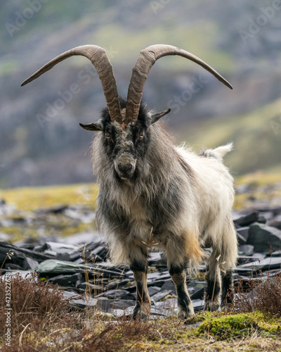 Obraz na płótnie welsh mountain goat