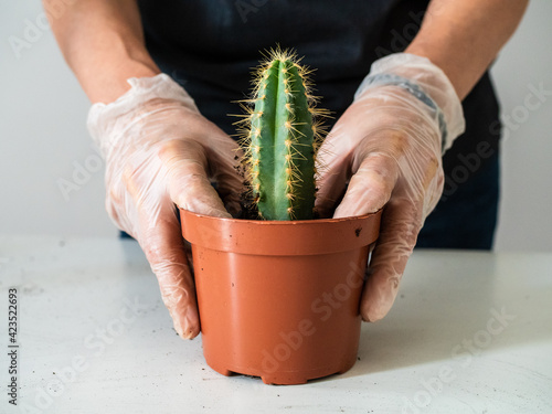 Woman planring young plants in pots 