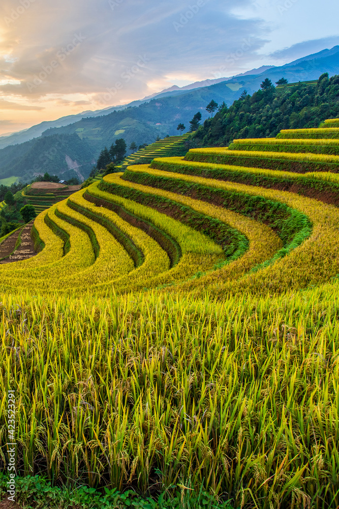 Green terraced rice fields in rainny season at Mu Cang Chai