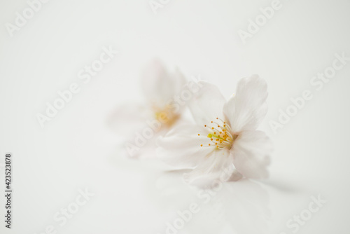 Fototapeta Naklejka Na Ścianę i Meble -  桜の花びら