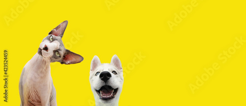Banner two pets listening and happy  expression. husky puppy dog and curious sphynx cat. Isolated colored yellow background.