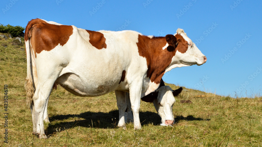 Montbeliarde dairy cow in a field with a salt stone.