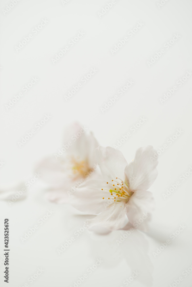 満開の桜 満開の桜