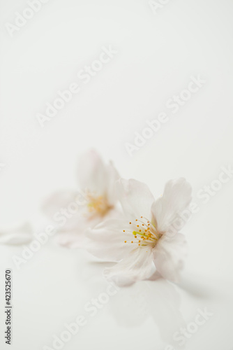Fototapeta Naklejka Na Ścianę i Meble -  満開の桜