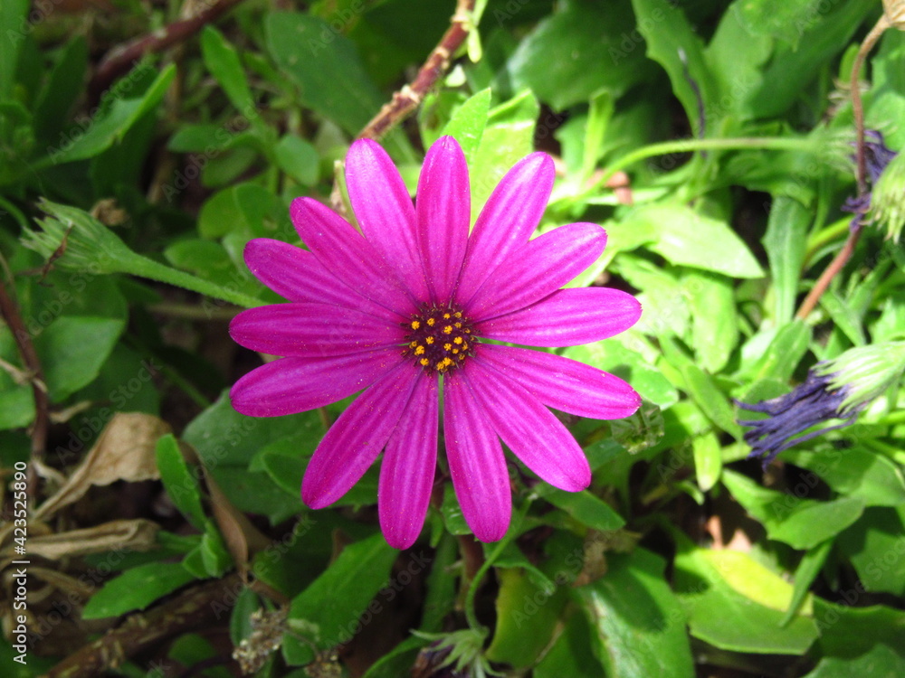 Obraz premium pink and yellow flower