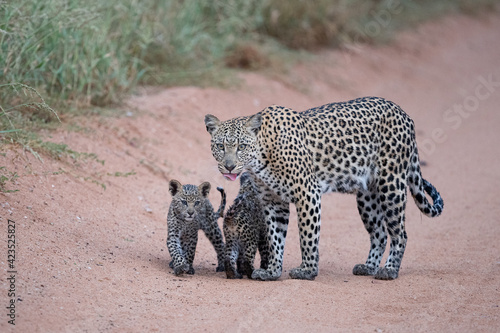 Female leopard with two cubs