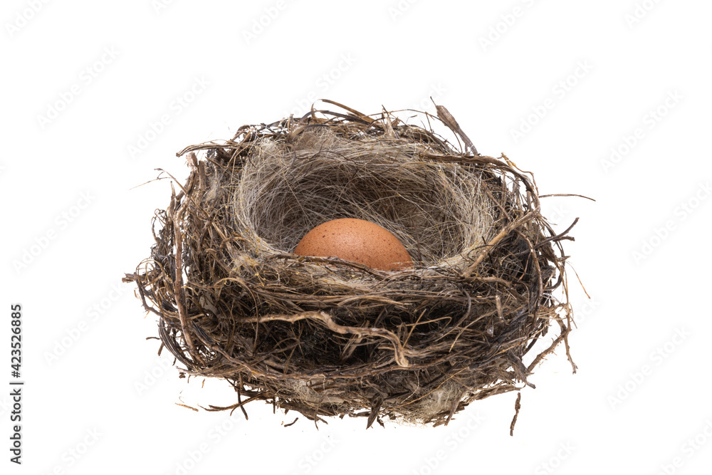 Obraz premium bird's nest with egg isolated