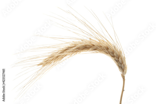 spike of wheat isolated