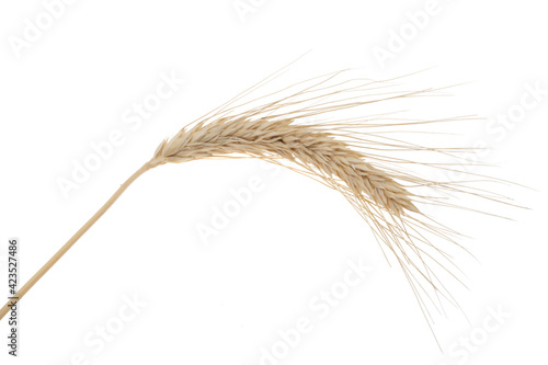 Obraz na plátně spike of wheat isolated