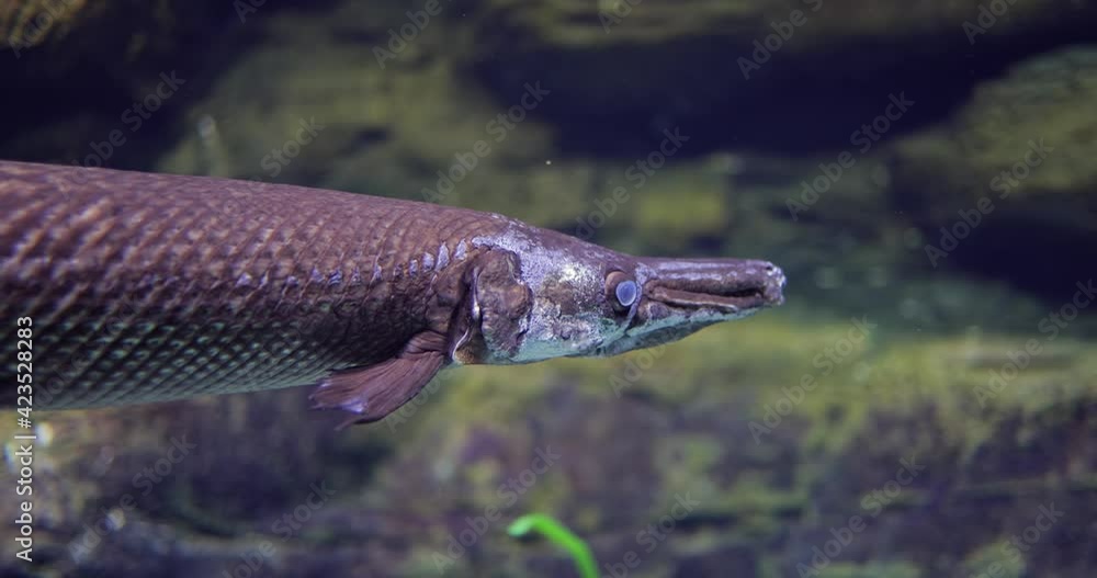 Fish longnose gar (Lepisosteus osseus), also known as longnose garpike, and billy gar, is a ray-finned fish in the family Lepisosteidae. Fish longnose gar (Lepisosteus osseus), also known as longnose garpike, and billy gar, is a ray-finned fish in the family Lepisosteidae.