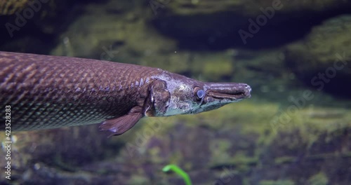 Fish longnose gar (Lepisosteus osseus), also known as longnose garpike, and billy gar, is a ray-finned fish in the family Lepisosteidae. photo