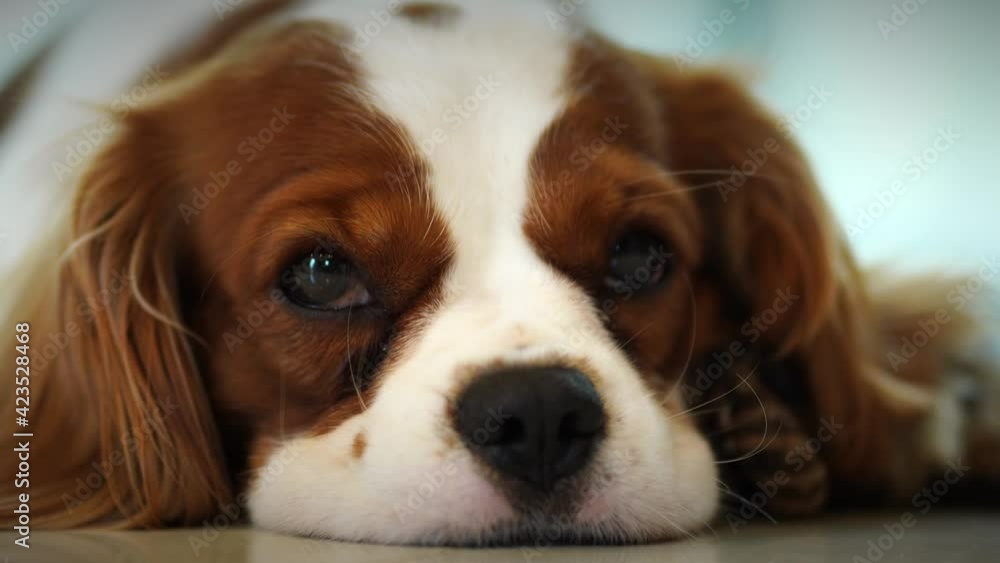 The cavalier king charles spaniel dog is resting in the house. The cavalier king charles spaniel dog is resting in the house.