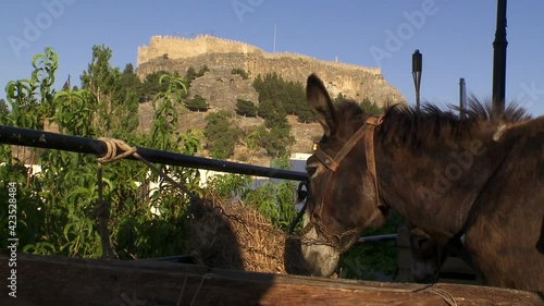  A donkey in the village of Lindos Rhodes Greece  photo