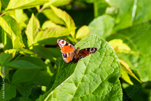 peacock butterfly sits on a green leaf and bask in the sun on a bright spring day 